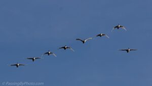 A Andorinha Solitária e a Liderança, nos ensina que, embora um indivíduo isolado possa não mudar o mundo sozinho