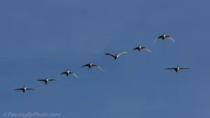 A Andorinha Solitária e a Liderança, nos ensina que, embora um indivíduo isolado possa não mudar o mundo sozinho