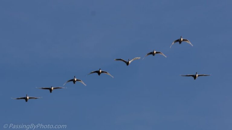 A Andorinha Solitária e a Liderança, nos ensina que, embora um indivíduo isolado possa não mudar o mundo sozinho
